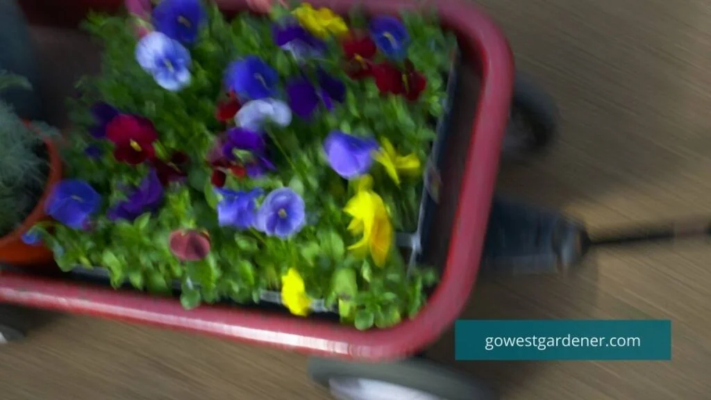 Putting flowers plants, like pansies, on a wagon makes it easier to acclimate them.