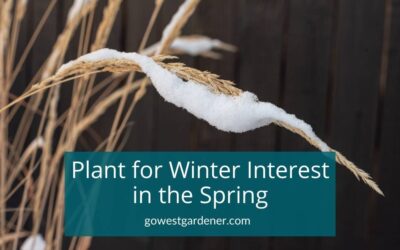 Get a Prettier Winter Garden (in the Spring)