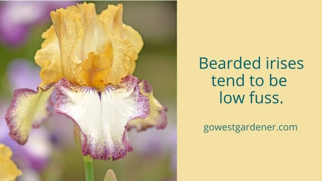 Bearded irises tend to be low water and low fuss.