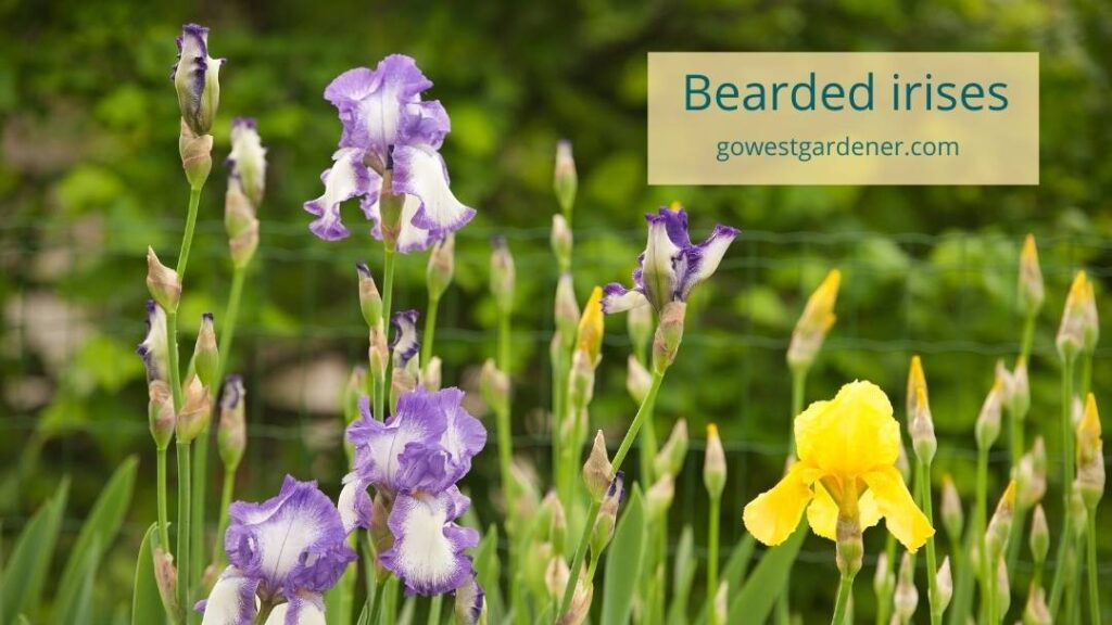 Bearded irises are late spring flowers that are very drought tolerant.