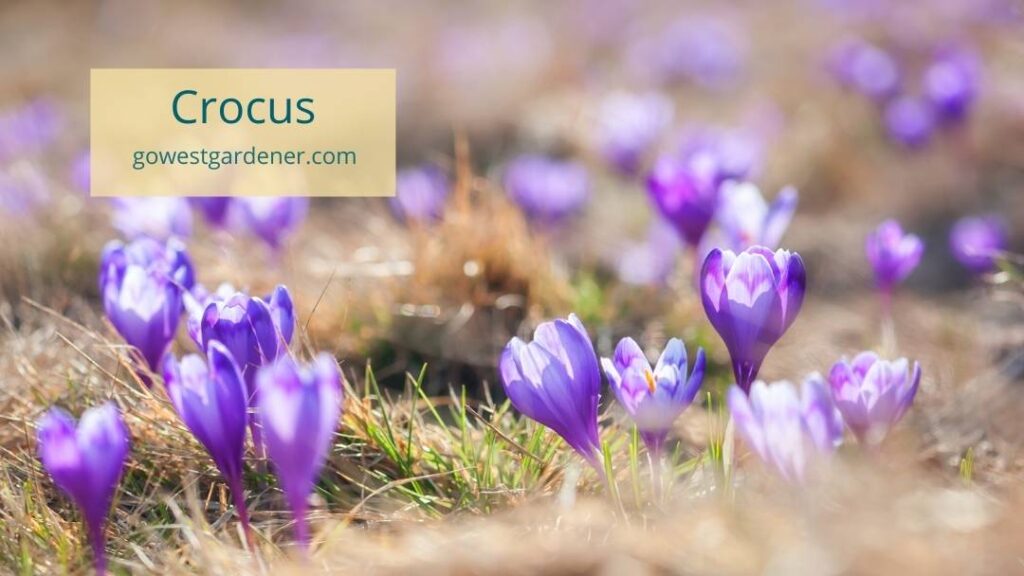 Crocuses are drought-tolerant spring flowering bulbs.