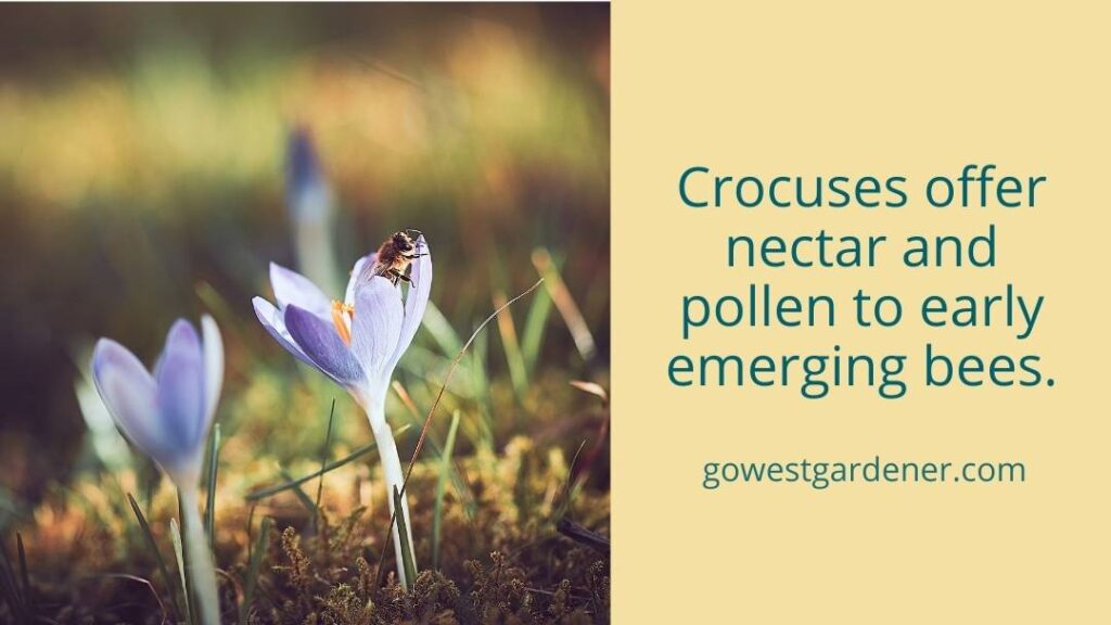 There are many reasons that crocuses are good flowers--for example, they offer nectar and pollen to early emerging bees.