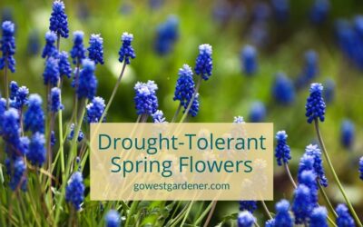 5 Drought-Tolerant Spring Flowers for Sunny, Dry Gardens (You Plant in the Fall)
