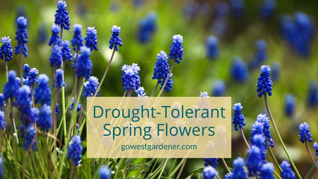 Drought tolerant spring flowers for sunny, dry gardens in Colorado, Utah and similar states