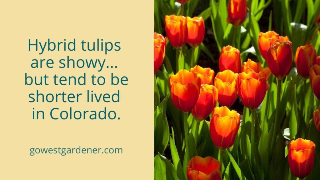 Hybrid tulips are showy... but tend to be shorter lived in Colorado gardens.