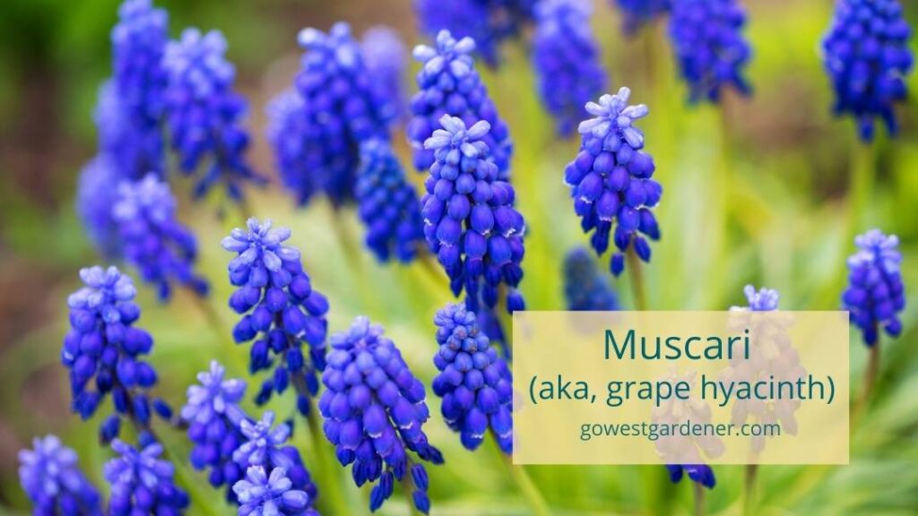 Muscari are low maintenance spring flowers that grow well in dry gardens. They are sometimes called grape hyacinth.