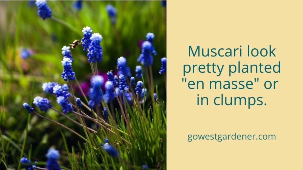 Muscari are a blue spring flower that looks pretty planted en masse or in clumps.