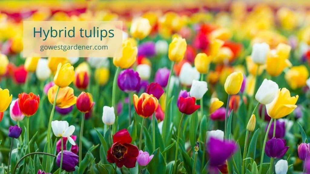Hybrid tulips can be drought tolerant spring flowers.