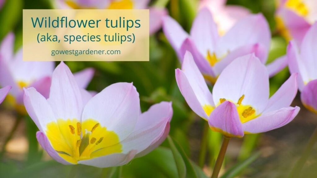 Wildflower tulips (aka species tulips) are another drought-tolerant spring flower that is good for sunny, dry gardens.