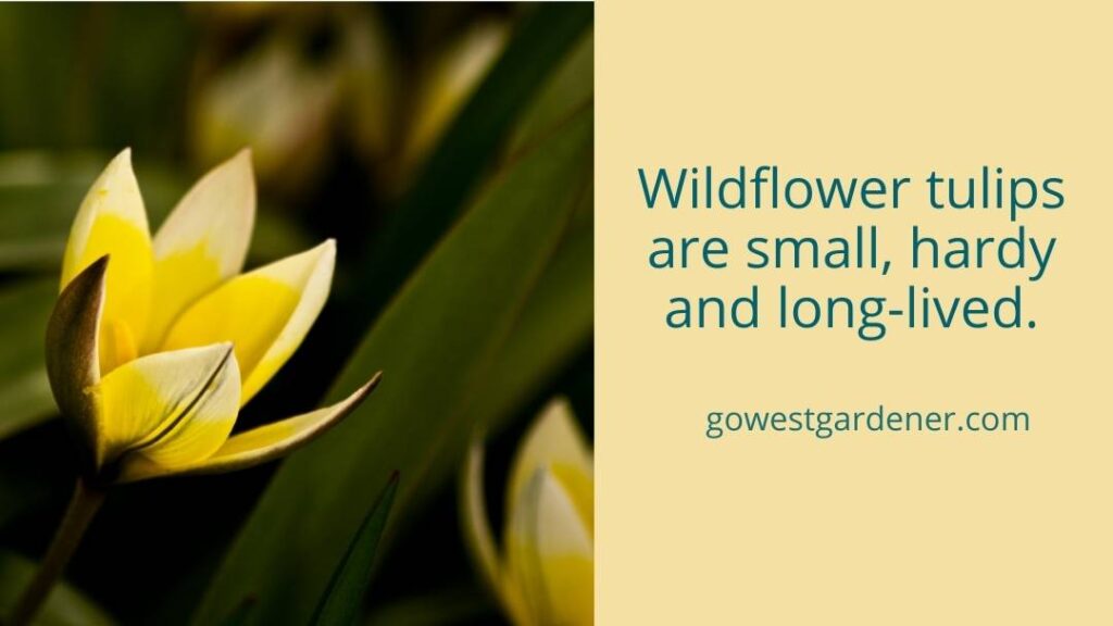 Wildflower tulipes are small, hardy and long-lived in states like Colorado.
