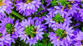 Heat tolerant annuals for Colorado flowerpots