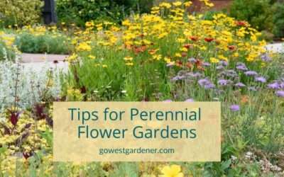 Planting a Perennial Garden in Colorado? Here Are 5 Counterintuitive Tips