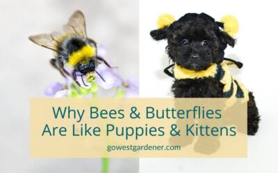 Why Bees and Butterflies Are Like Puppies and Kittens