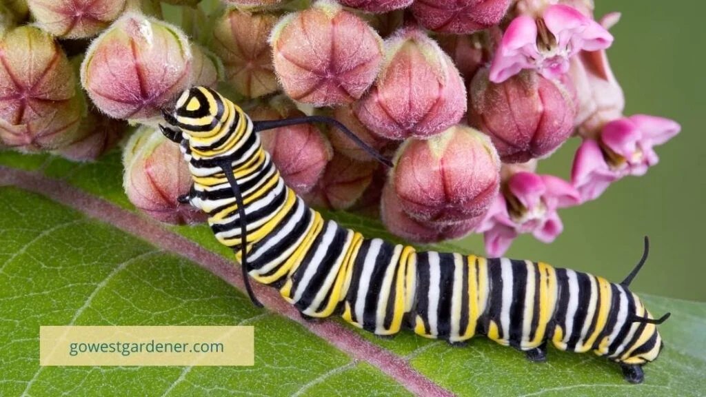 Caterpillar chewing on a plant.
