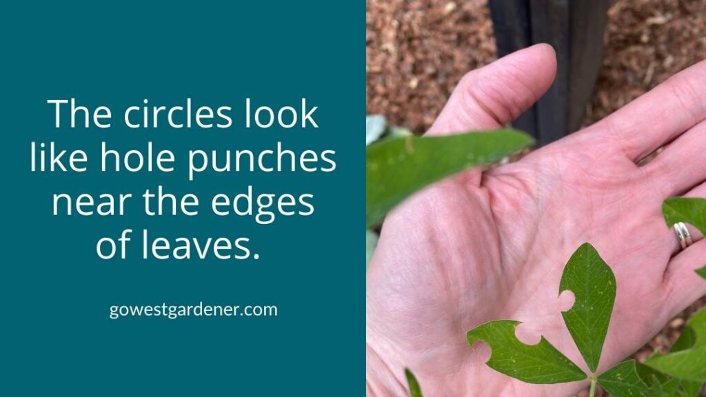 Wondering what's making round holes in your plant leaves? Leafcutter bees are insects that make round holes in plant leaves. They look like hole punches.