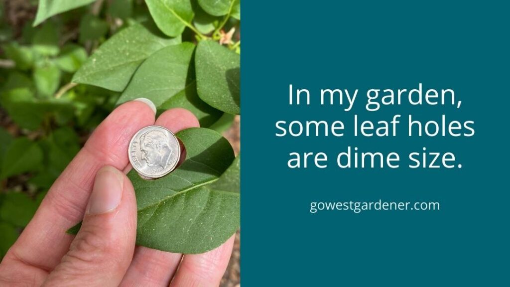 Leafcutter bees are cutting dime-size holes in my lilac bush leaves.