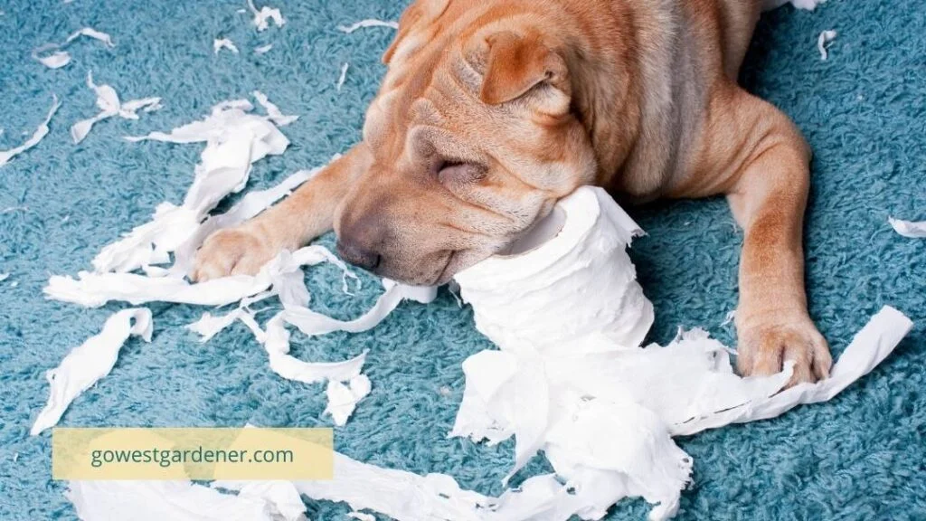 How pollinators are like puppies in Colorado