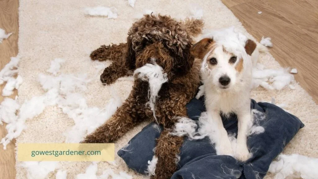 Puppies can create a little damage, just like butterflies and bees can create a little damage in your garden. This is normal!