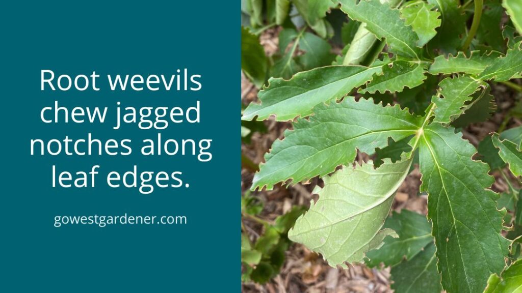 Root weevil beetles chew jagged notches in the edges of leaves at night.