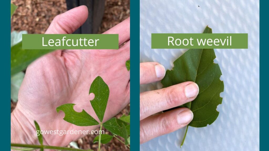 Leafcutter bee holes versus root weevil holes in leaves. Round holes vs jagged notches.