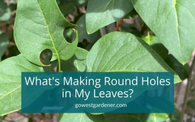 “What’s Making Round Holes in My Plant Leaves?”