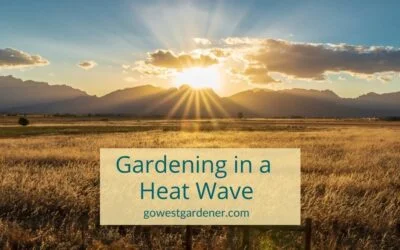 Gardening in a Heat Wave: 5 Ways to Garden Smarter, Not Harder