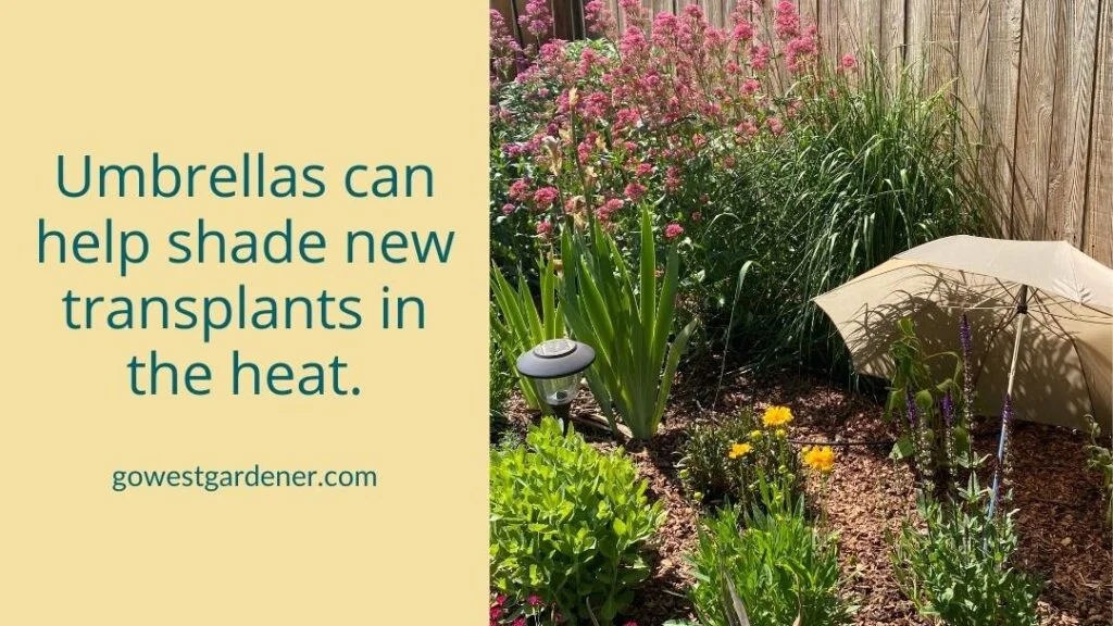 During garden heat waves, find ways to shade new transplants, like using umbrellas.