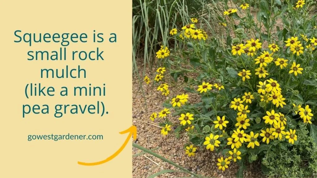 If you're gardening in a heat wave, mulches like squeegee can help keep your plants' roots cool.