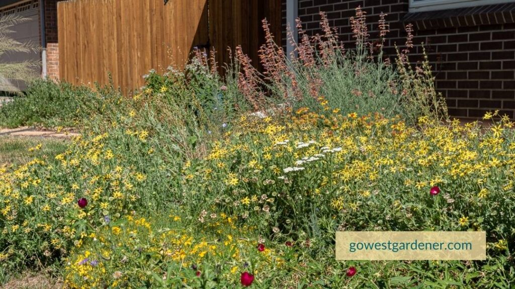 Late summer view of a native plant garden in the Front Range of Colorado