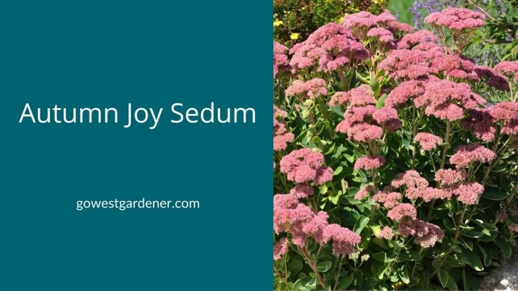 Autumn Joy sedum adds beautiful color to a late summer garden - plus its seedheads are interesting in fall and winter.