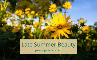 9 of the Best Flowers for Late Summer in Colorado