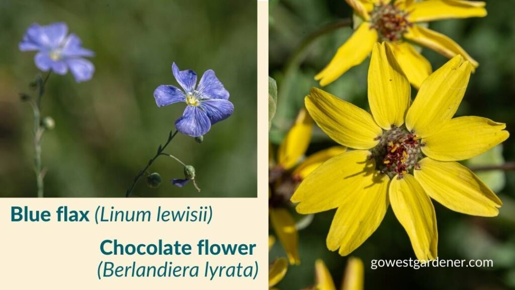 Chocolate flower (Berlandiera lyrata) and blue flax (lLinum lewisii) are native to Colorado