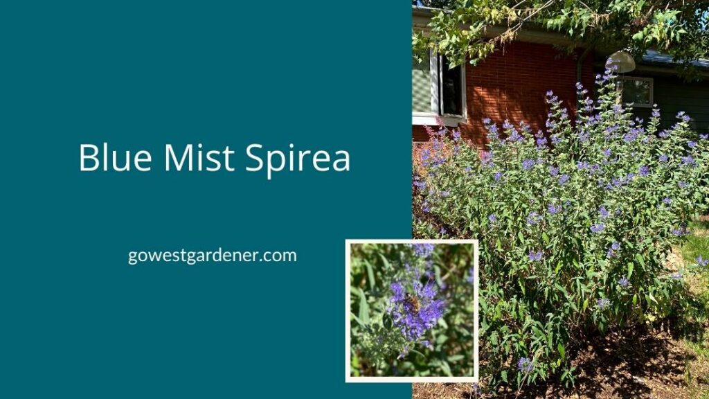 Blue Mist spirea is a late summer bloomer in Colorado that attracts pollinators, including bees.