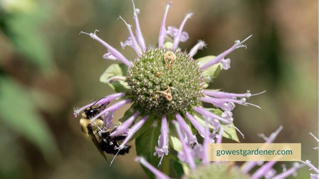 Bumble bee on native bee balm in Colorado (Monarda fistuloso)