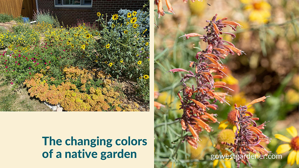 Changing colors of a native pollinator garden in Denver, Colorado -- it has many native plants