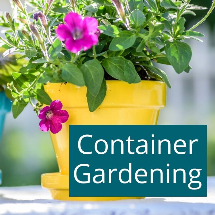 Container-gardening Western container gardening with flowers