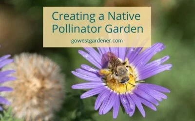 Creating a Native Pollinator Garden in Colorado