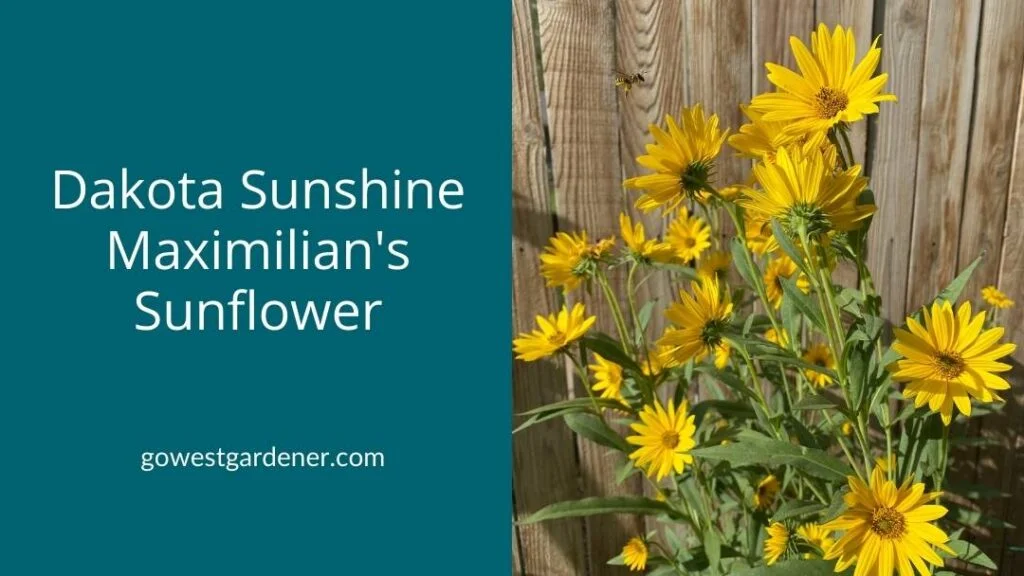 Dakota Sunshine Maximilian's Sunflower is a tall perennial that's waterwise and beautiful. It has showy yellow flowers.