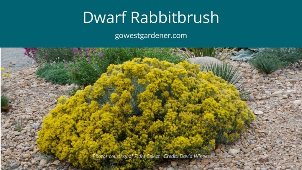 Dwarf rabbitbrush (aka Baby Blue rabbitbrush) is a Colorado native plant that blooms in late summer and September.