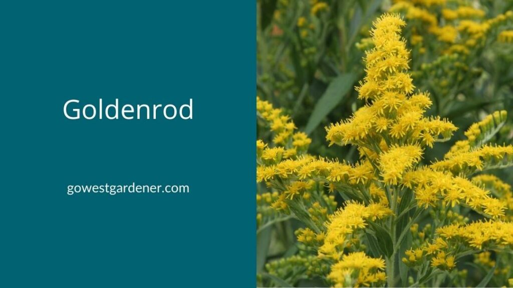 Goldenrod puts on a show with its vibrant, golden flowers in late summer and early fall.