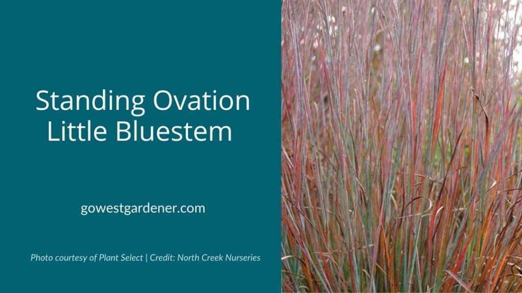 Little bluestem is a regionally native grass that adds pretty color an interest in late summer.