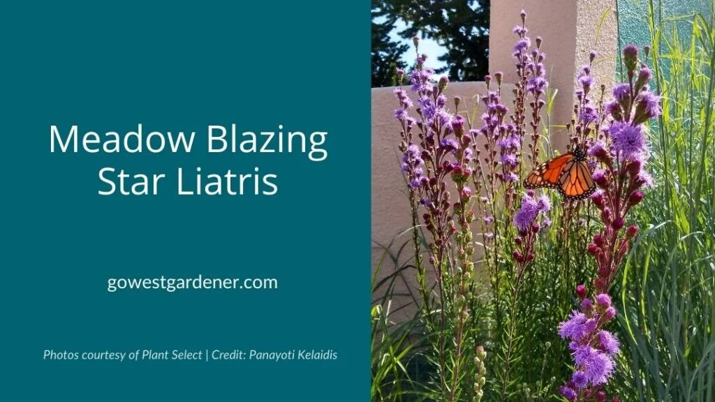 Meadow Blazing Star gayfeather (aka, Liatris ligulistylus) attracts butterflies and puts on a show in late summer.