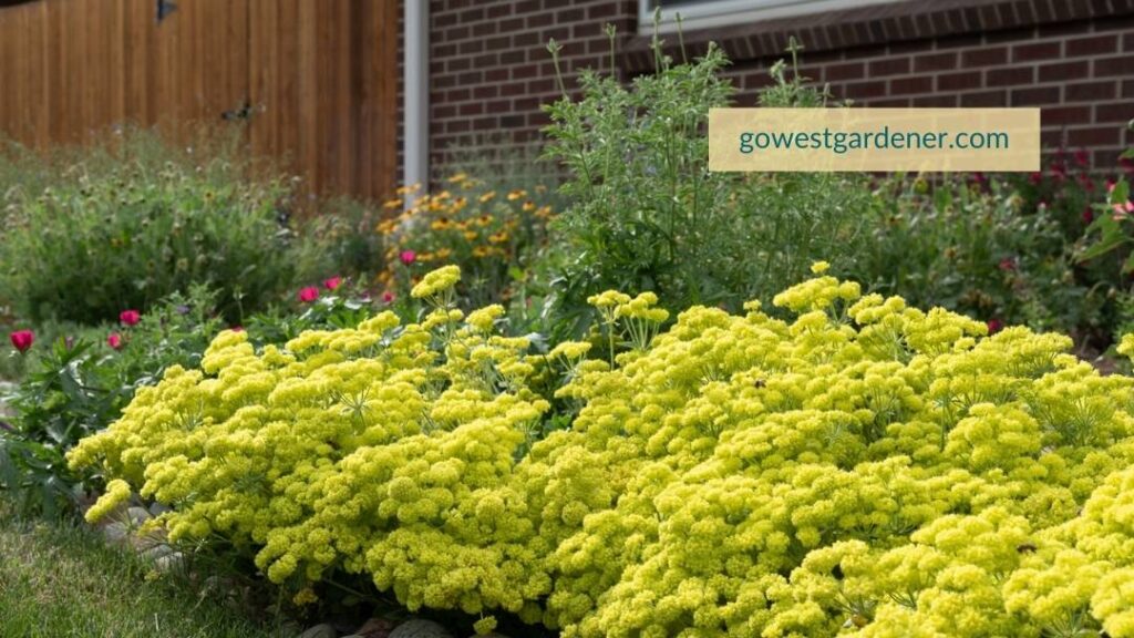 Early summer view of a pollinator garden with native plants in Denver, Colorado