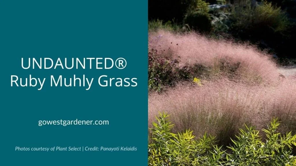 Ruby Muhly Grass is a drought tolerant ornamental grass with beautiful, airy, pink seedheads in late summer.