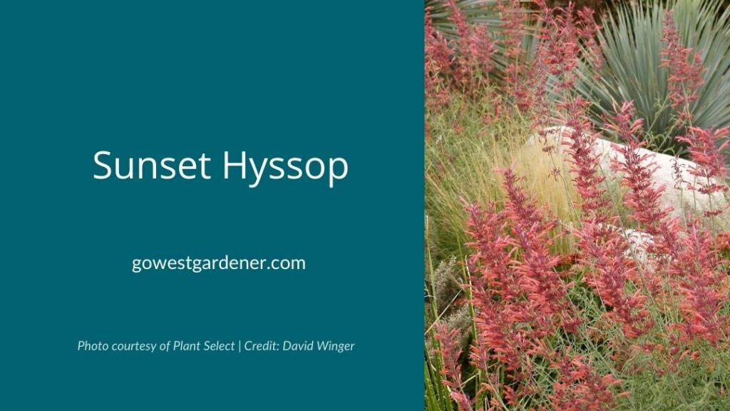 Sunset hyssop is a native plant with beautiful flowers in August and September.