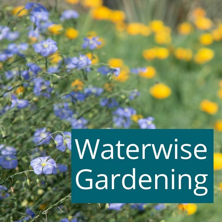 Waterwise-gardening1