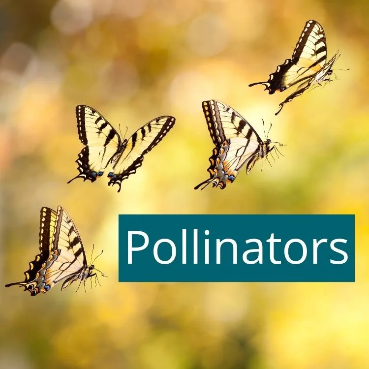 Pollinators like bees, butterflies and hummingbirds
