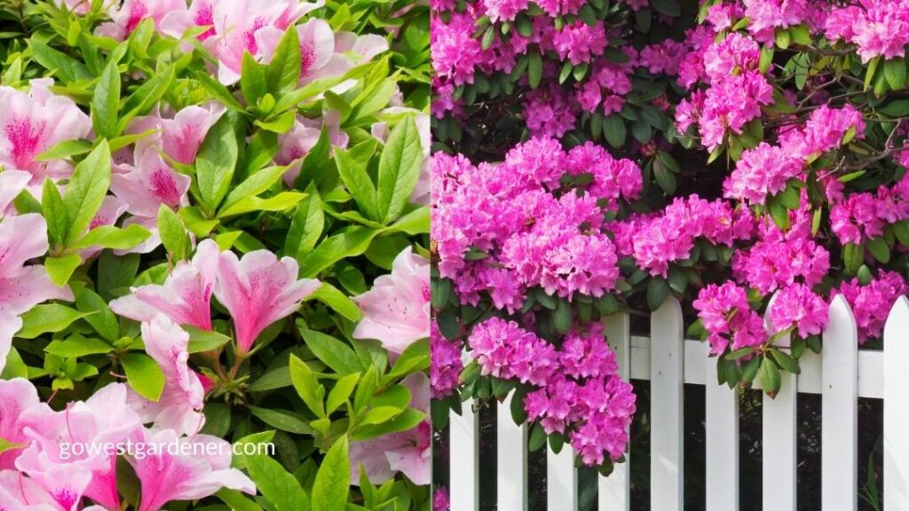 Don't plant azaleas and rhododendrons in Colorado.