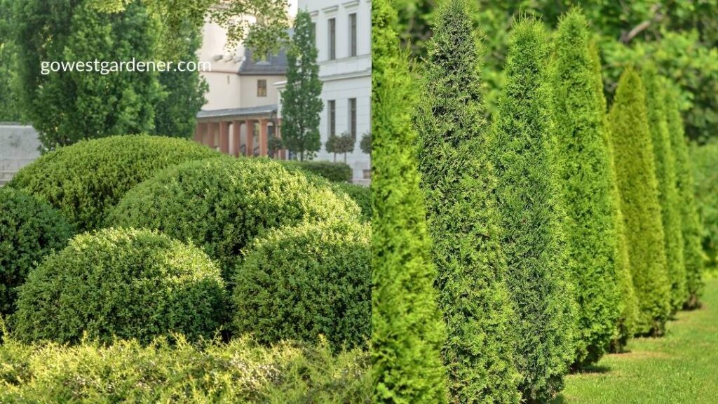 Often times, boxwoods and arborvitaes are not good fits for Colorado.