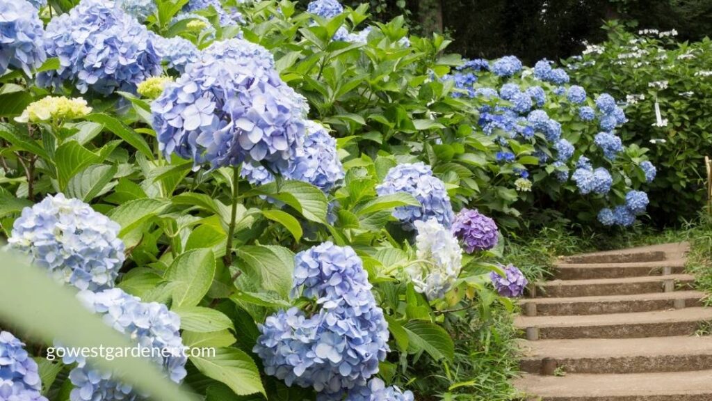 Many hydrangeas can struggle in Colorado growing conditions.